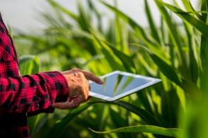 man in a corn field holding a tablet