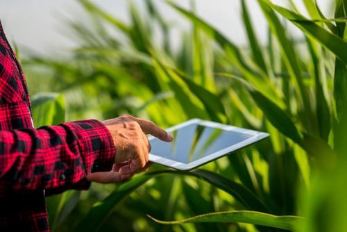 Man in a corn field holding an iPad